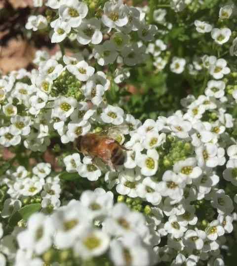 alyssum